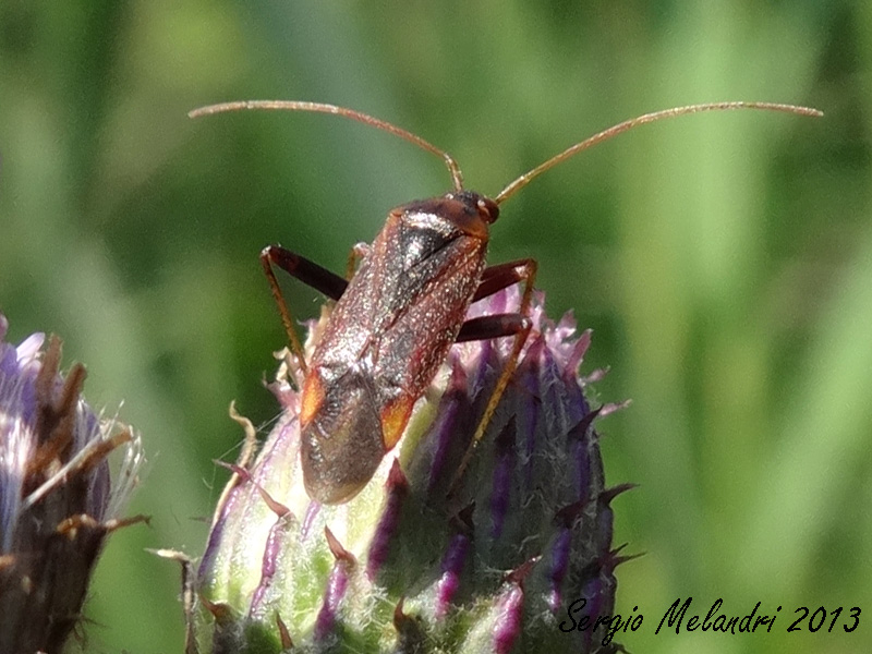 Miridae: Adelphocoris ticinensis della Romagna (RA)